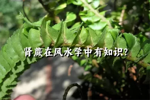 肾蕨在风水学中有知识？