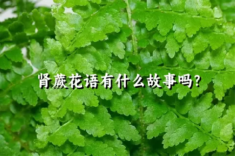 肾蕨花语有什么故事吗？