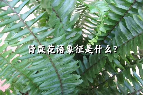 肾蕨花语象征是什么？