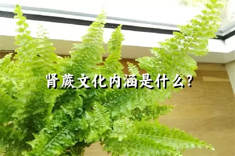 肾蕨文化内涵是什么？