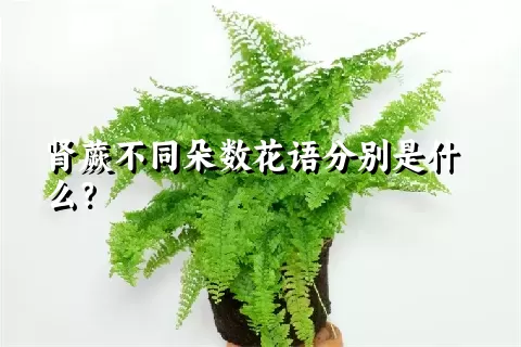 肾蕨不同朵数花语分别是什么？