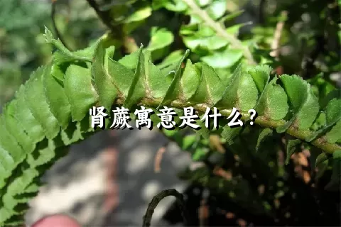 肾蕨寓意是什么？