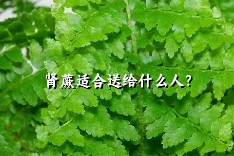 肾蕨适合送给什么人？