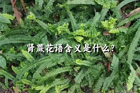 肾蕨花语含义是什么？