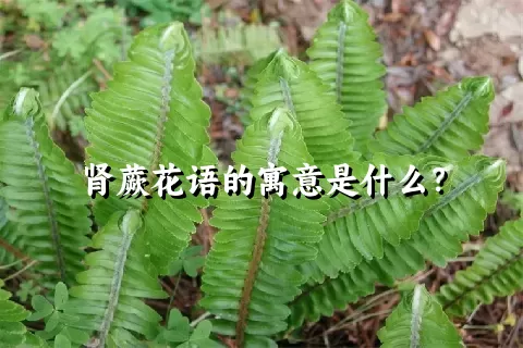 肾蕨花语的寓意是什么？