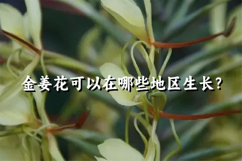 金姜花可以在哪些地区生长？