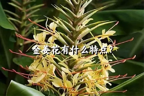 金姜花有什么特点？