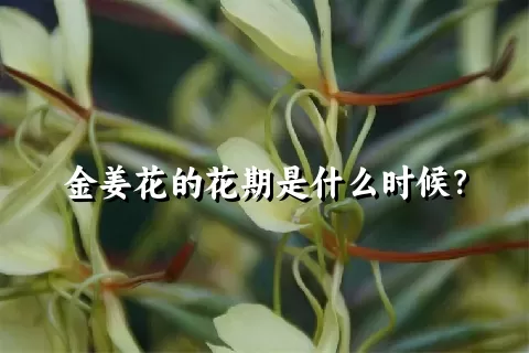 金姜花的花期是什么时候？