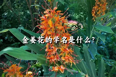 金姜花的学名是什么？