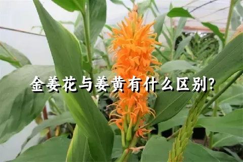 金姜花与姜黄有什么区别？