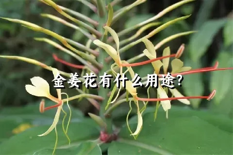 金姜花有什么用途？