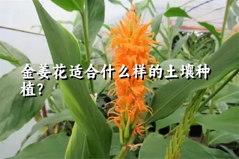 金姜花适合什么样的土壤种植？