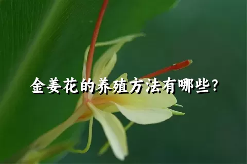 金姜花的养殖方法有哪些？