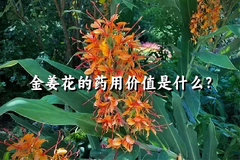 金姜花的药用价值是什么？