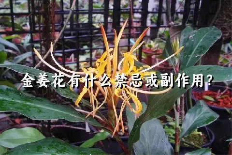 金姜花有什么禁忌或副作用？