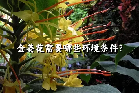 金姜花需要哪些环境条件？