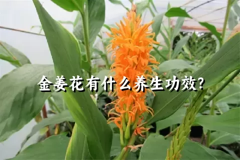 金姜花有什么养生功效？