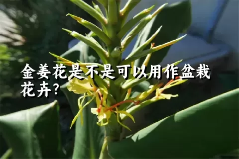 金姜花是不是可以用作盆栽花卉？