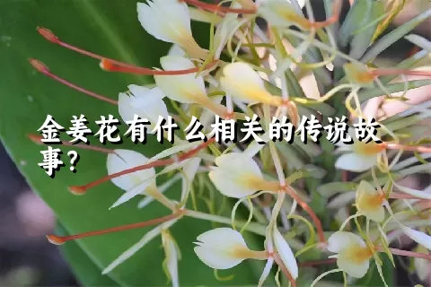 金姜花有什么相关的传说故事？