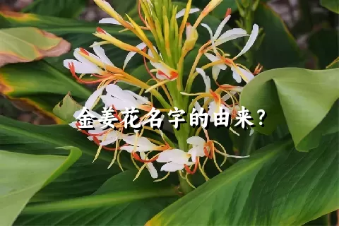 金姜花名字的由来？