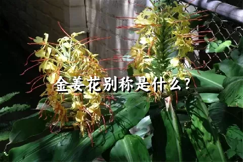 金姜花别称是什么？