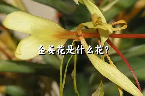 金姜花是什么花？