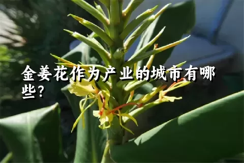 金姜花作为产业的城市有哪些？