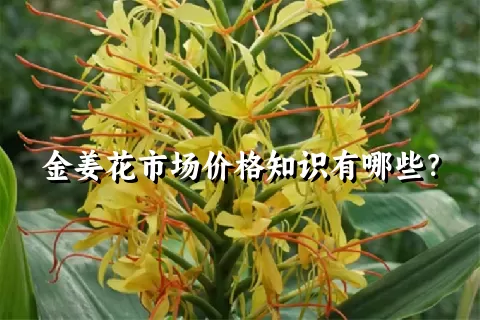 金姜花市场价格知识有哪些？