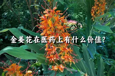 金姜花在医药上有什么价值？