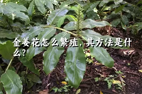 金姜花怎么繁殖，其方法是什么？