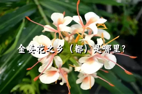 金姜花之乡（都）是哪里？