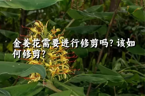 金姜花需要进行修剪吗？该如何修剪？