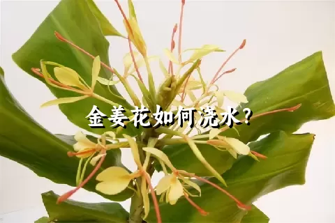 金姜花如何浇水？