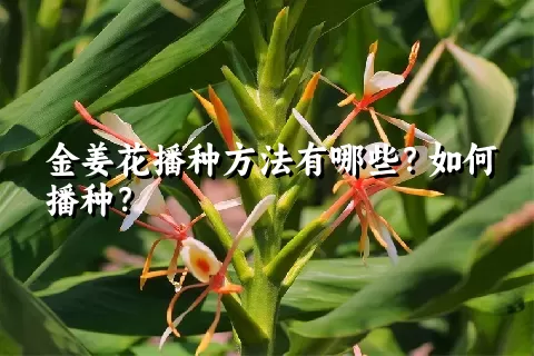 金姜花播种方法有哪些？如何播种？