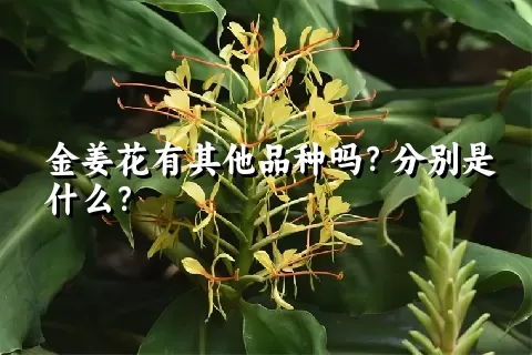 金姜花有其他品种吗？分别是什么？