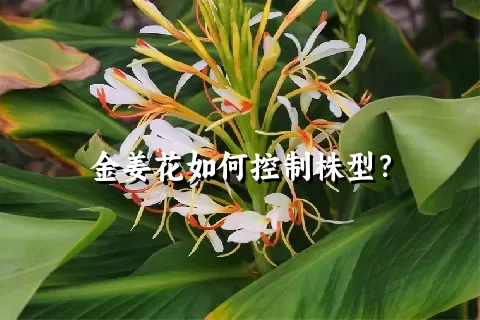 金姜花如何控制株型？