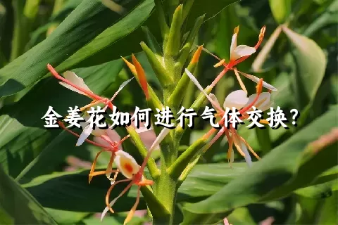 金姜花如何进行气体交换？