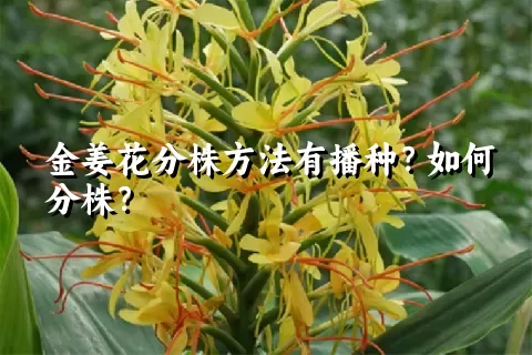 金姜花分株方法有播种？如何分株？