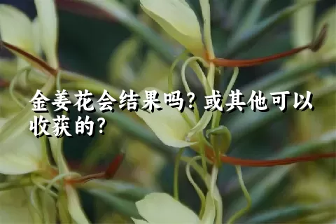 金姜花会结果吗？或其他可以收获的？