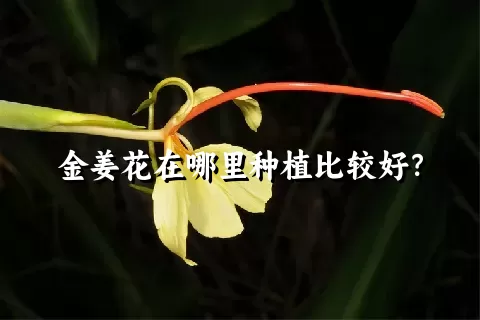 金姜花在哪里种植比较好？