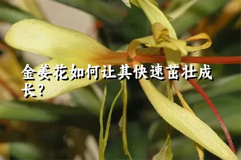 金姜花如何让其快速茁壮成长？