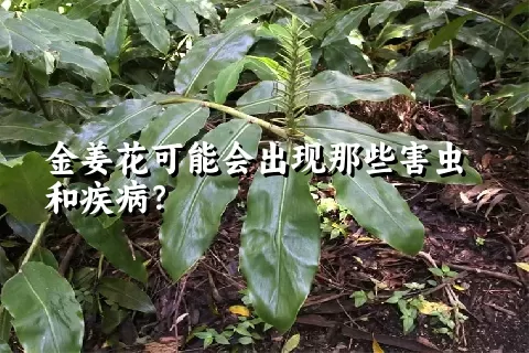 金姜花可能会出现那些害虫和疾病？