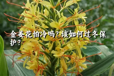 金姜花怕冷吗？该如何过冬保护？