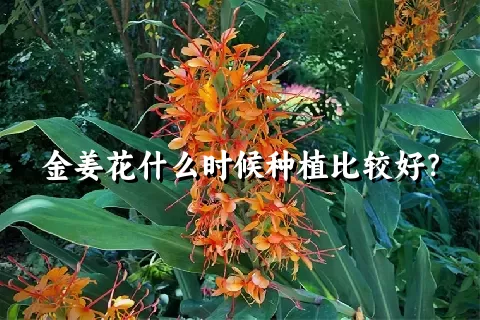 金姜花什么时候种植比较好？