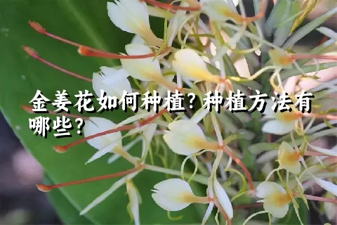 金姜花如何种植？种植方法有哪些？