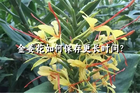 金姜花如何保存更长时间？