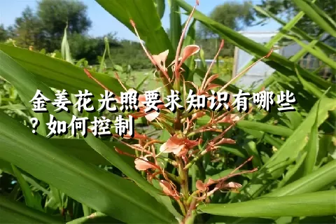 金姜花光照要求知识有哪些？如何控制