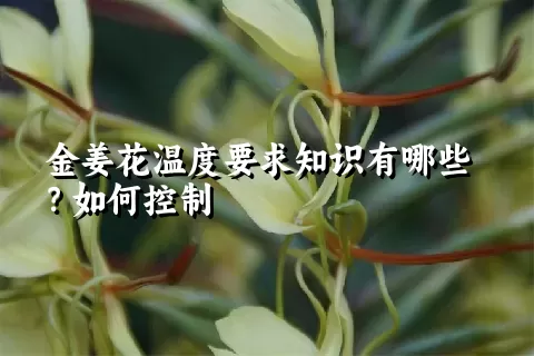 金姜花温度要求知识有哪些？如何控制