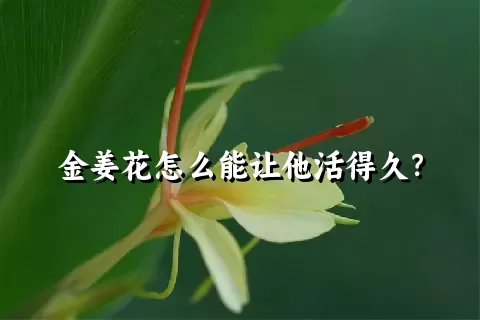 金姜花怎么能让他活得久？