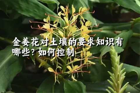 金姜花对土壤的要求知识有哪些？如何控制